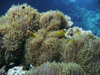 /album/klauni-a-sapini/foto-lubor-397-jpg/